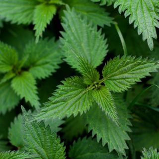 Extract de frunze de urzică (Urtica dioica)